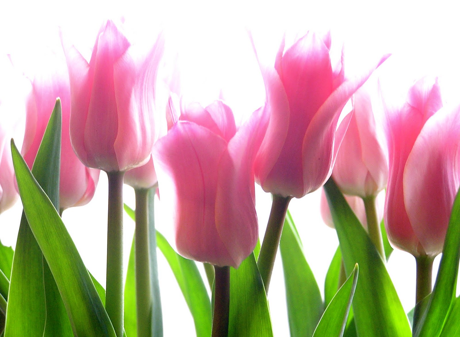 Pink Tulip Flowers HD Wallpaper  Hd Wallpaper