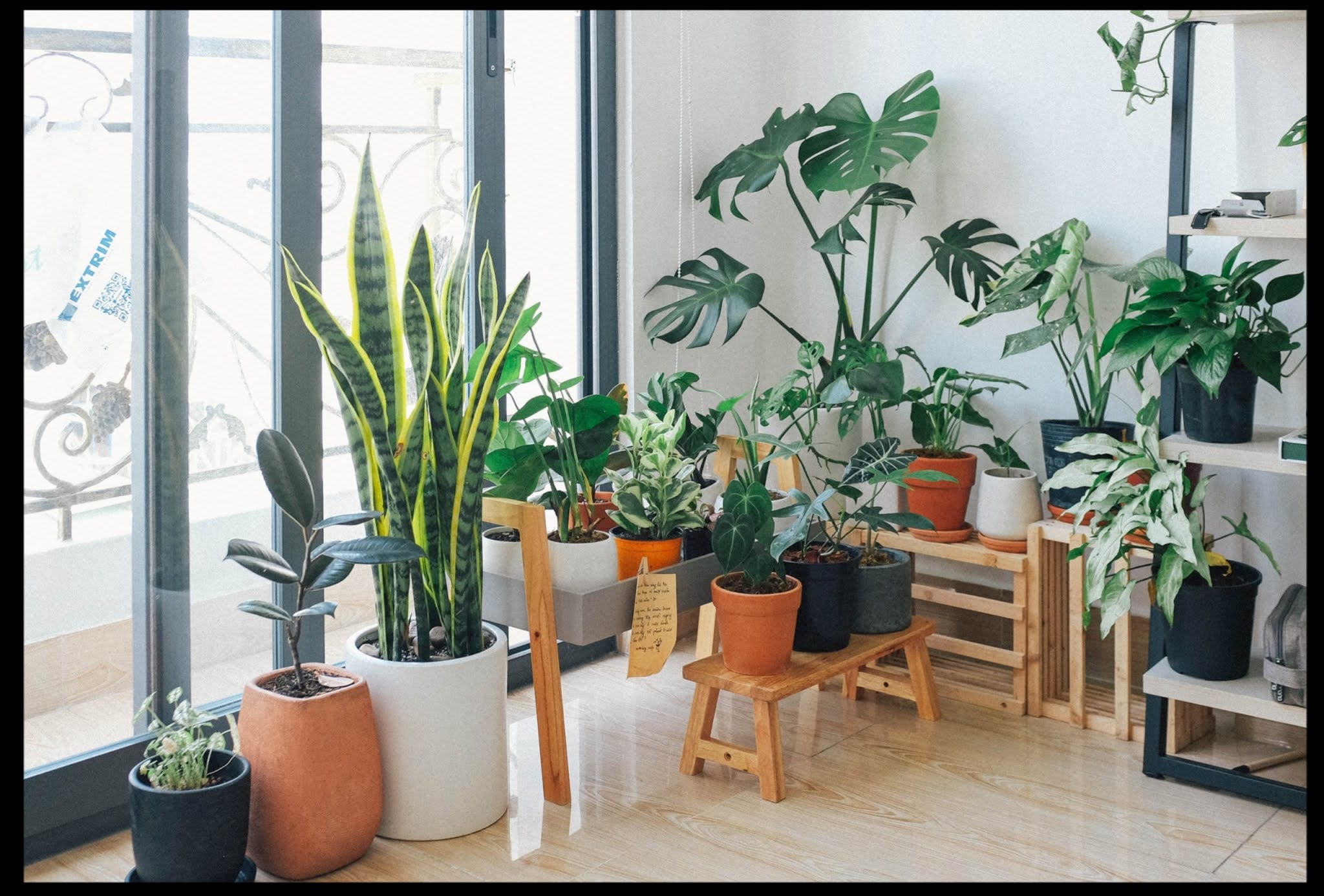 Keep10 great indoor plants to make the house green and healthy,Large indoor plants,Indoor plants names and pictures,Favorite indoor plants,Best indoor plants,   Small indoor plants,   Types of indoor plants,     Air purifying indoor plants,    Indoor plants online,
