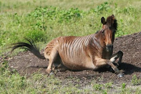 Zebroid