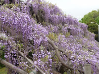 藤の回廊は人気だが花は3分咲き