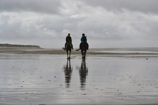 Horses walking on the beach