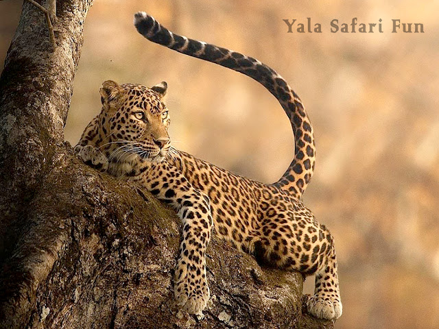 yala-safari