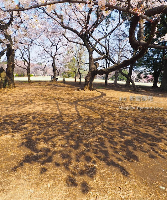 新宿御苑の桜