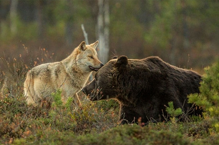 Majestic Pictures Depict The Unique Friendship Between A Grey Wolf And A Brown Bear