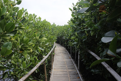  merupakan sebuah daerah ekowisata mangrove yang dikala ini sedang hits di Semarang Maron Mangrove Edupark, Tempat Wisata Hits di Semarang