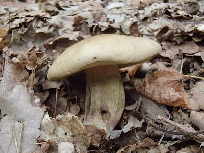 Grzyby we wrześniu, grzybobranie we wrześniu, grzyby w podkrakowskich lasach, borowik żółtopory, Boletus calopus