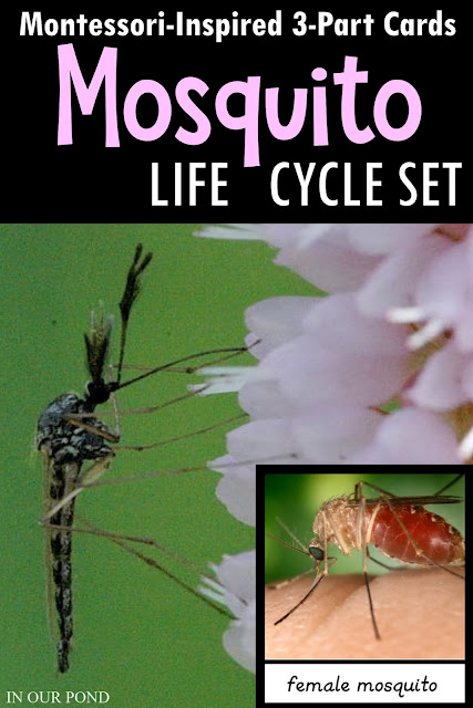 Montessori-Inspired Mosquito Life Cycle 3-Part Cards // In Our Pond // homeschool // life cycle // school // summer // learning opportunity // montessori at home