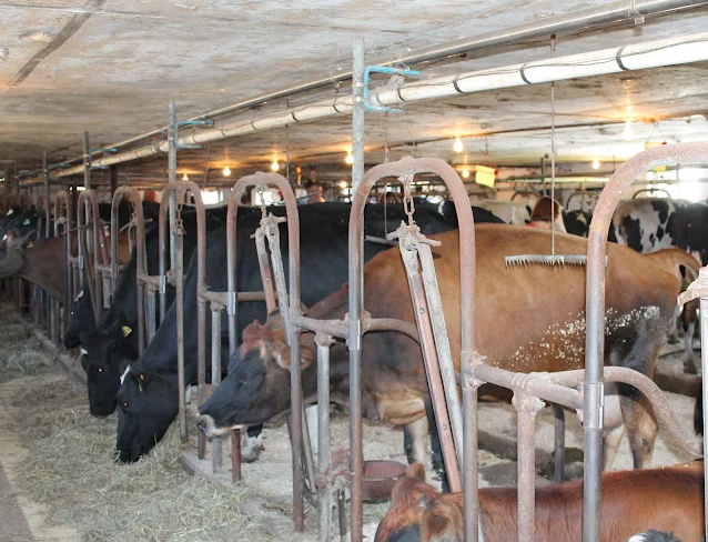 Cows eating hay in a barn