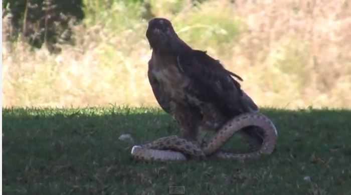 Short Toed Snake Eagle Eagle Vs Snake Fighting Awesome Videos