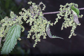 Urtica dioica, Stinging Nettle.  Hayes, 2 December 2012.