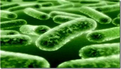 bacteria