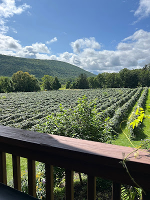 A view of the vineyard while tasting at Inspire Moore Winery