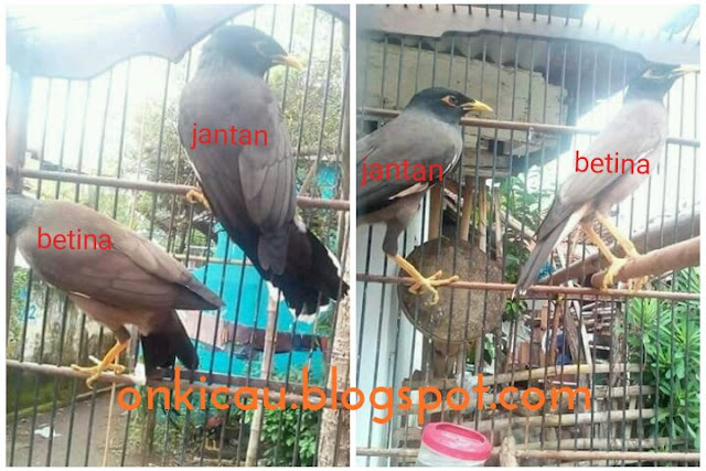 gambar burung jalak nias jantan dan betina