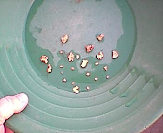 Gold Panning in Alaska