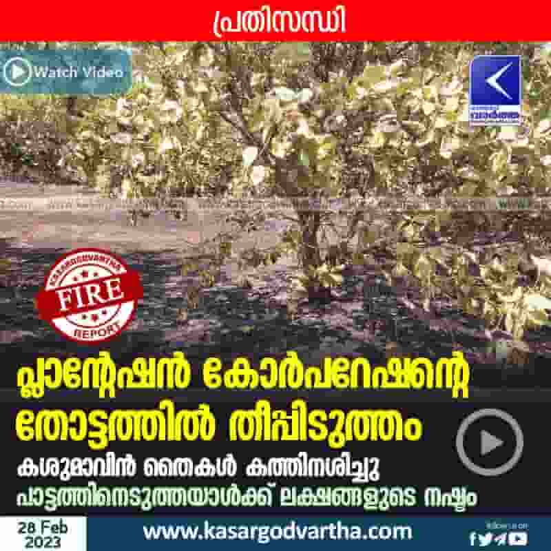 Latest-News, Kerala, Kasaragod, Top-Headlines, Bovikanam, Fire, Accident, Video, Fire in Plantation Corporation's place.