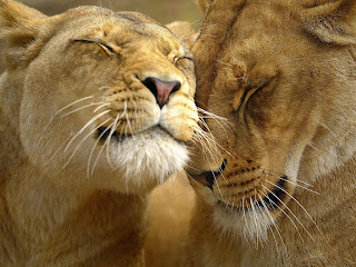 Best Lion And Lioness Wallpapers - Free Lion And Lioness Wallpapers