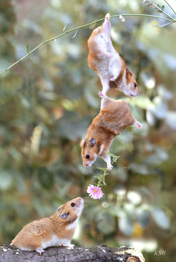 mouse teamwork