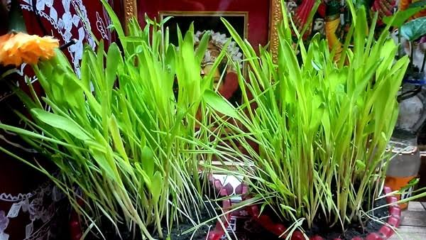 Harela festival of Uttarakhand, Harela festival in Hindi