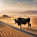 A cow in the sand  desert with  smog free image   download