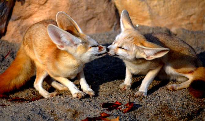 Funny Cute Animals Kissing Latest Pictures