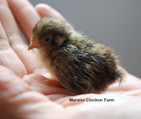 Baby button quail