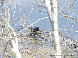 Common Grackle