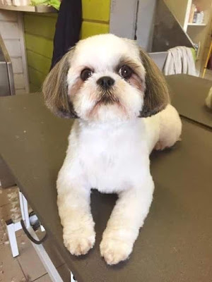 Tosa bebe shih tzu