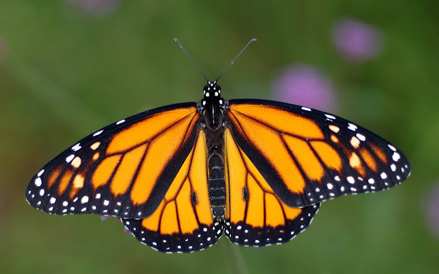 Monarch Butterfly wallpapers