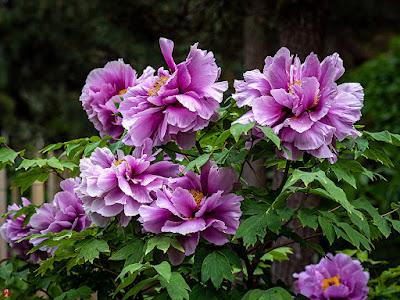 Peony flowers: Kencho-ji