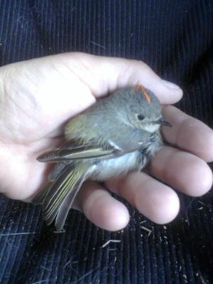 Feeding Baby Wild Birds