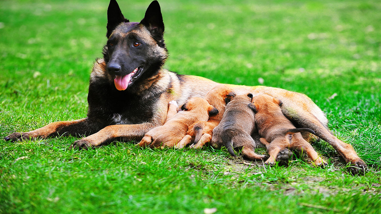 Berger malinois