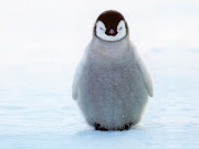 I don't want to spoil its creepiness for anyone. Here is a penguin instead. (animal penguin )