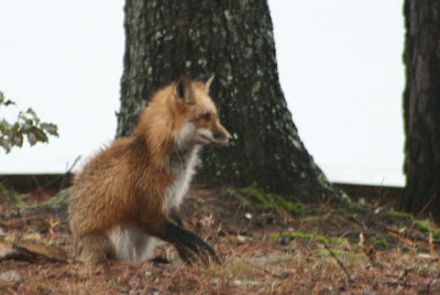 red fox