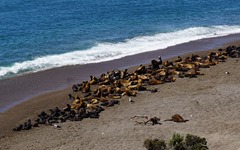 Seelöwen an der Punta Norte Valdez