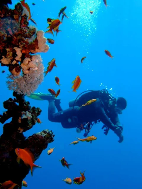 Steigenberger Aldau Beach Hotel Hurghada Red Sea Egypt  red sea diving