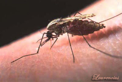 Penyakit-Malaria