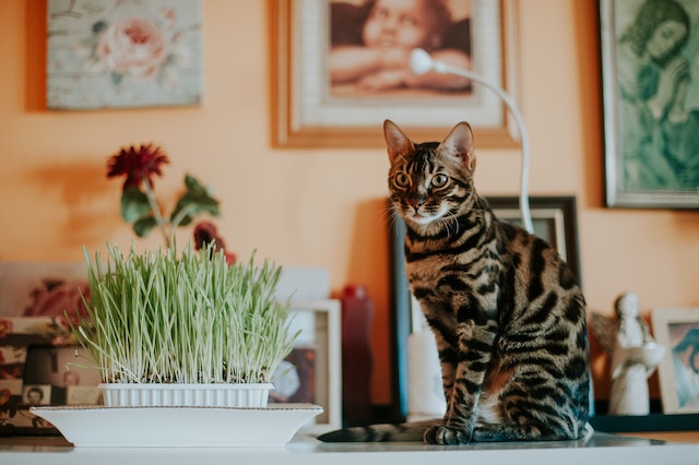 How to Shop for the Best Cat Supplies for Your Bengal Cat
