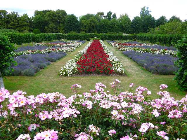 The Union Jack garden at Penshurst Place in Kent. Red and white roses, and lavender, are grown in the shape of the Union Jack flag