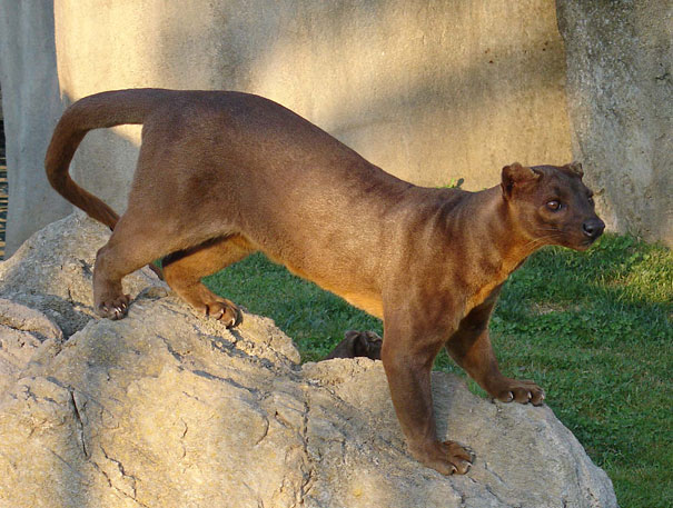 The Fossa