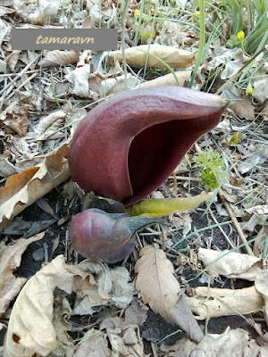 Связноплодник почколистный (Symplocarpus renifolius)