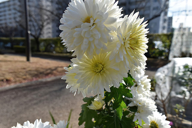 雑然と咲開きすぎた花芯が黄色で花弁が白い菊