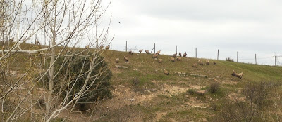 Había un montón de buitres