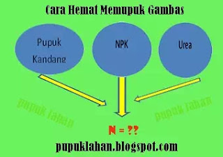 Cara Hemat Memupuk Gambas, Tapi Produksi Optimal