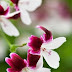 Pelargonium 'Australian Mystery'