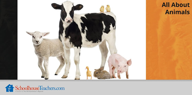 All About Animals; photo of lamb, calf, chicks, bunny, pig, duckling; SchoolhouseTeachers.com