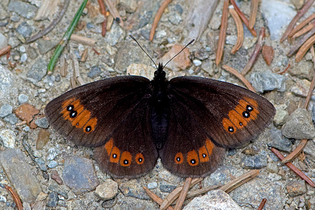 Erebia meolans the Peidmont Ringlet butterfly