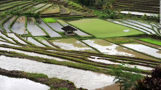 Ubud: Inside Bali's cultural epicenter