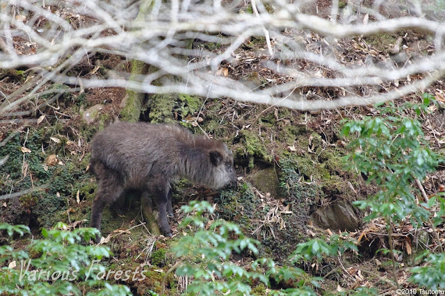 baby serow