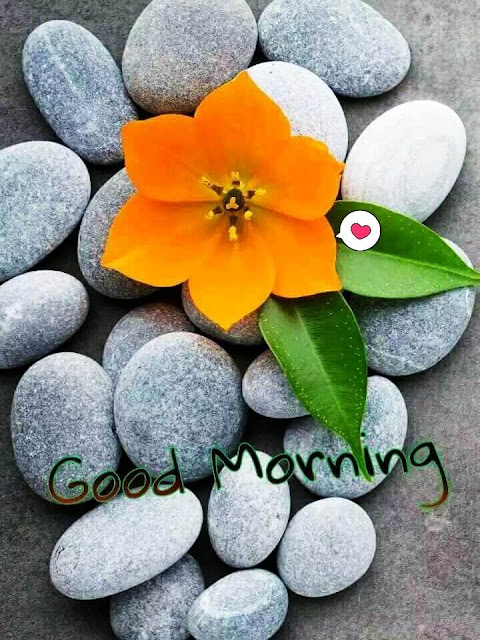 Good Morning Flower Images