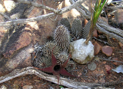 Huernia pillansii subspecies pillansii